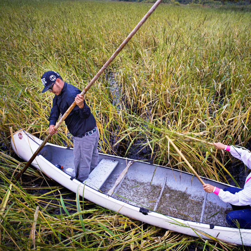 Newrange Featureimage Wildriceharvest 1x1